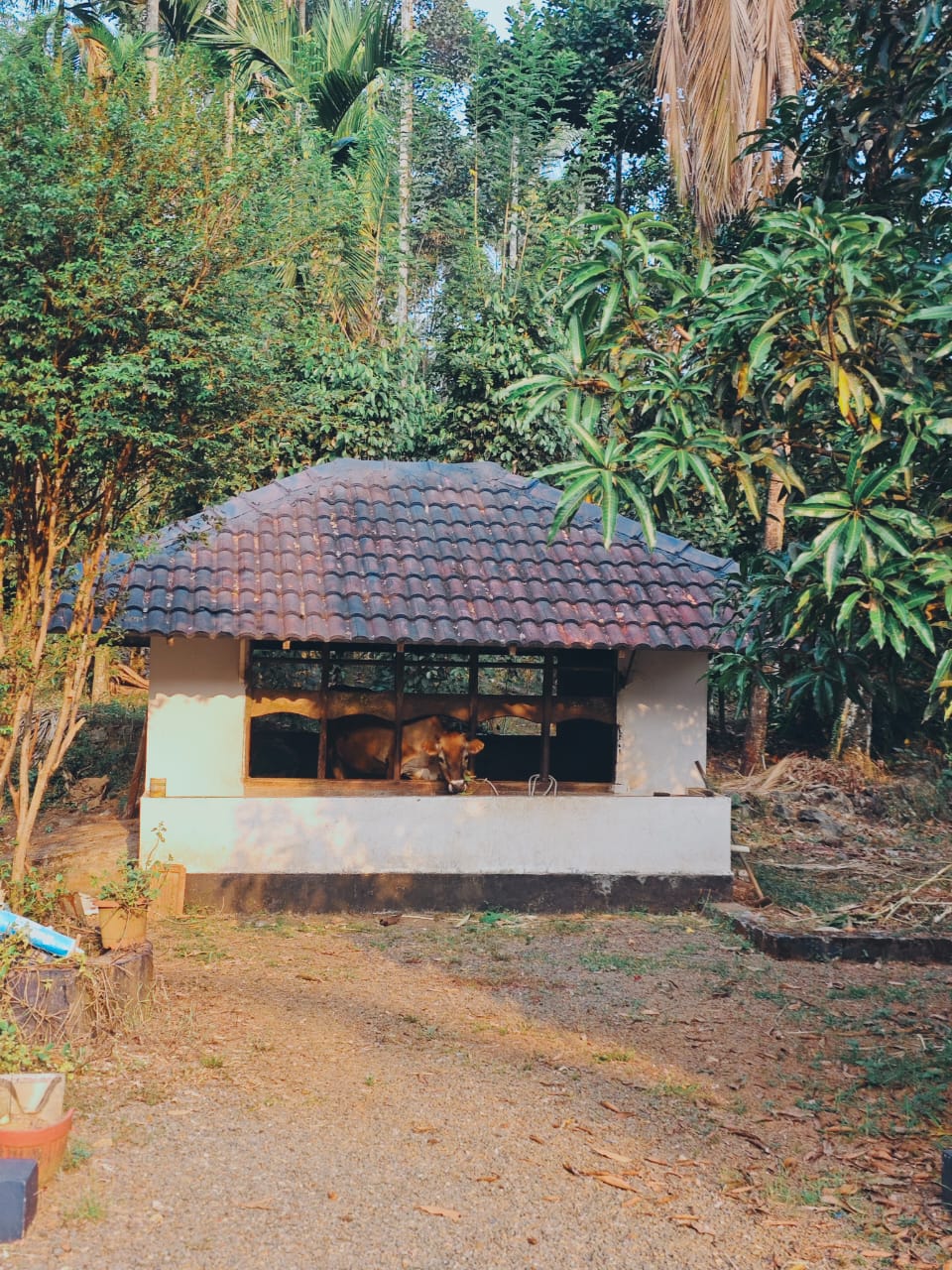 cow house
