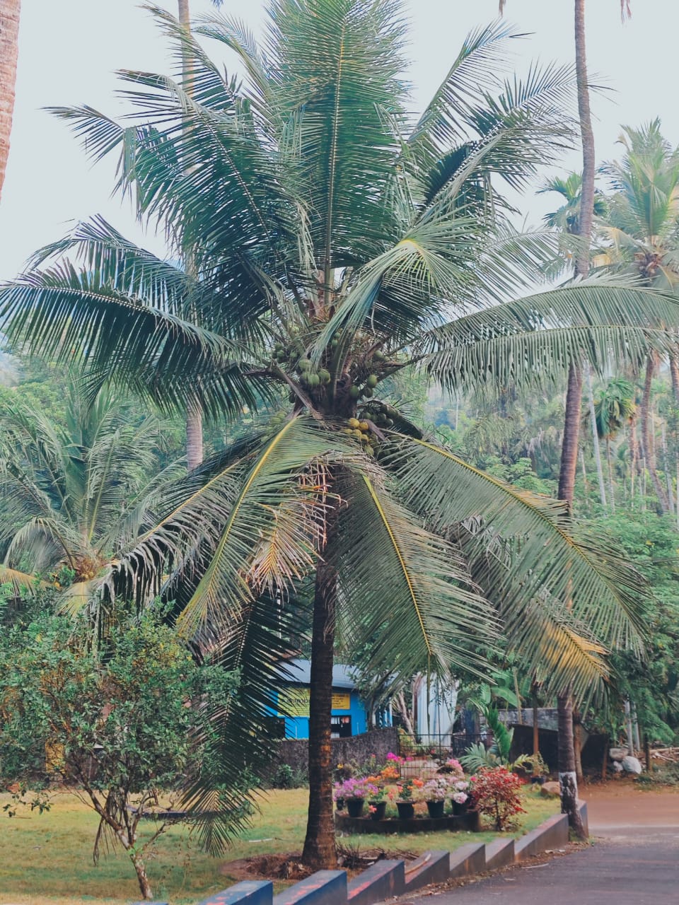coconut tree